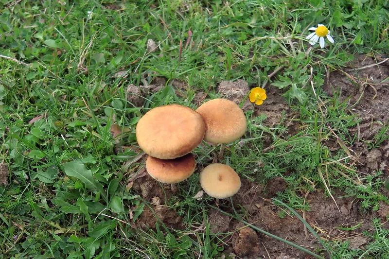 Agrocybe pediades 1 - Grupo